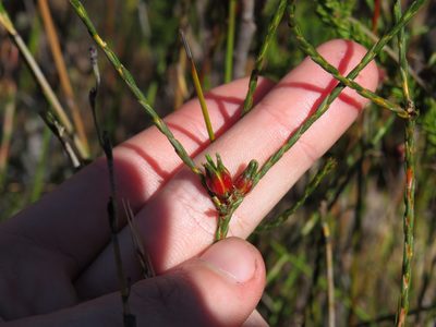 Euchaetis glomerata, photographed by Jeremy Gilmore