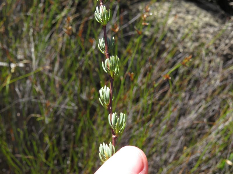 Cliffortia teretifolia, photographed by Jeremy Gilmore