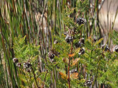 Serruria pedunculata, photographed by Jeremy Gilmore
