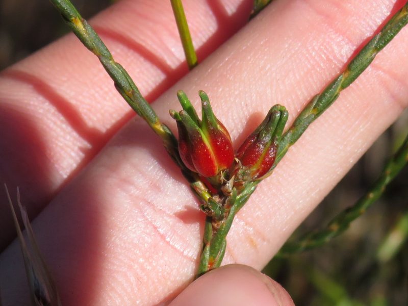 Euchaetis glomerata, photographed by Jeremy Gilmore