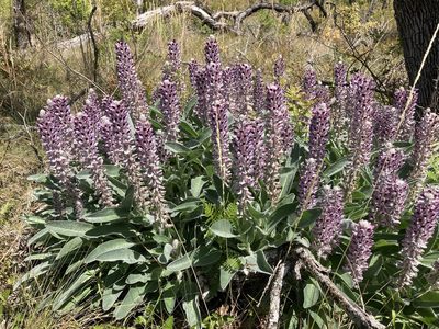 Lupinus villosus, photographed by meflowers900