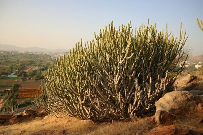 Euphorbia caducifolia, photographed by Hugo