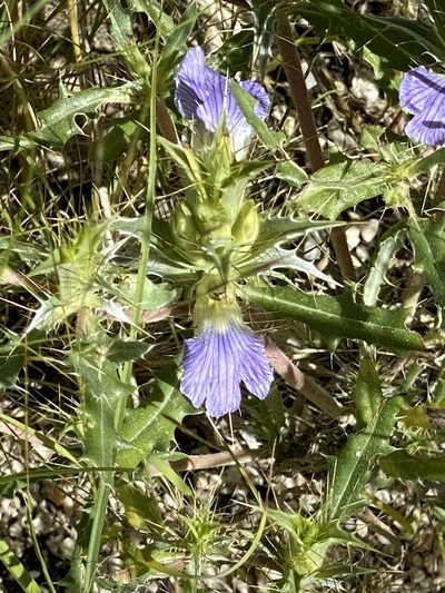Blepharis obmitrata, photographed by Dave U