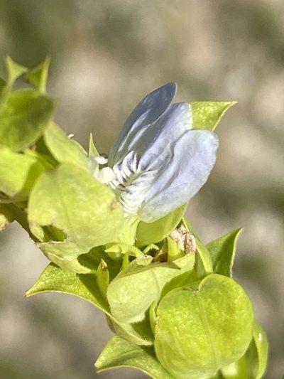 Pogonospermum genistifolium, photographed by Dave U