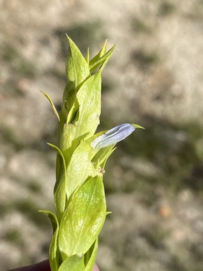 Pogonospermum genistifolium, photographed by Dave U