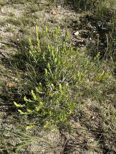 Pogonospermum genistifolium, photographed by Dave U