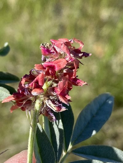 Indigofera auricoma, photographed by Dave U