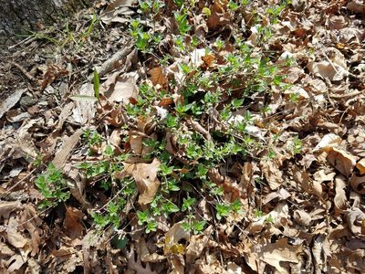 Clinopodium carolinianum, photographed by Leila Dasher