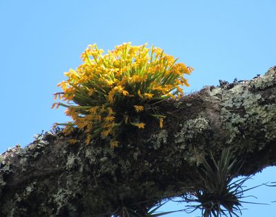 Acianthera sonderiana, photographed by Kahio Tiberio Mazon