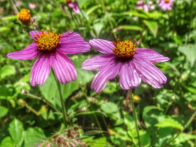 Bidens aequisquama, photographed by adel-fridus