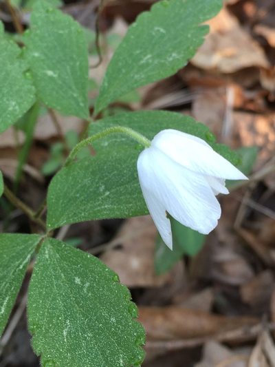 Anemonoides lancifolia, photographed by Becky Dill