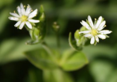 Stellaria littoralis, photographed by Scott Loarie
