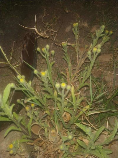 Pulicaria foliolosa, photographed by S.MORE
