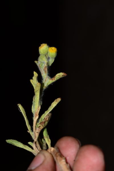 Pulicaria foliolosa, photographed by S.MORE
