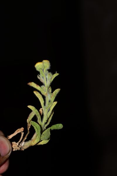 Pulicaria foliolosa, photographed by S.MORE