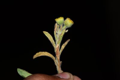 Pulicaria foliolosa, photographed by S.MORE