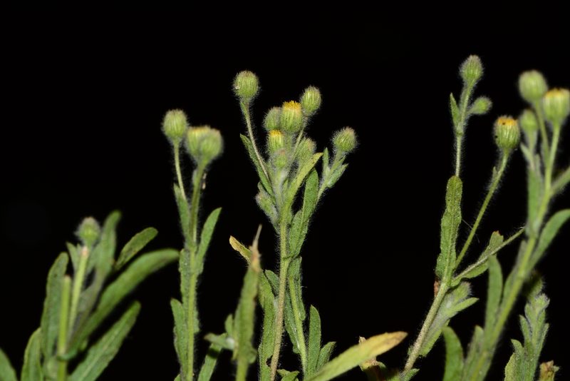 Pulicaria foliolosa, photographed by S.MORE