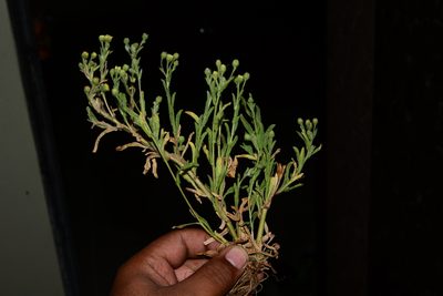 Pulicaria foliolosa, photographed by S.MORE