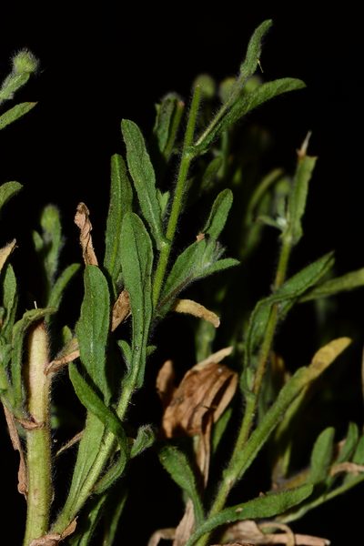 Pulicaria foliolosa, photographed by S.MORE