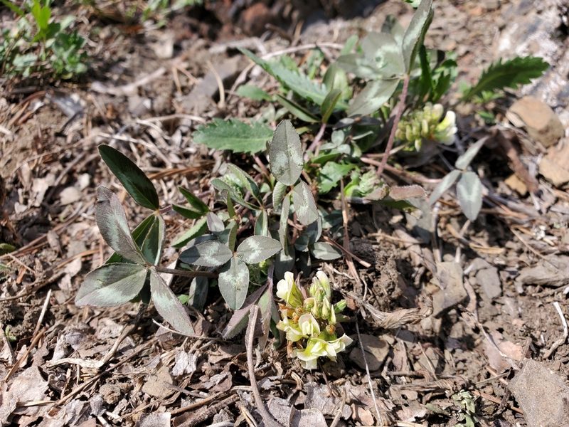 Trifolium virginicum, photographed by Tom Field