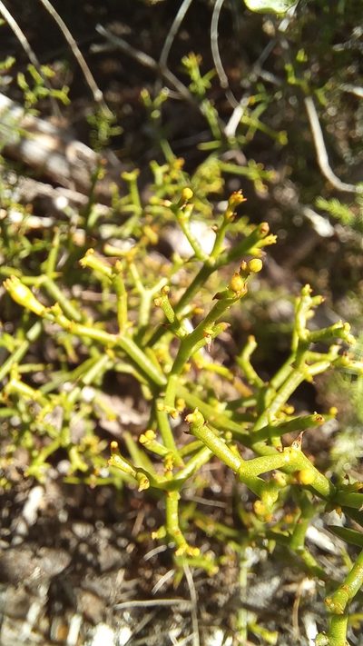Thesium triflorum, photographed by kevin koen