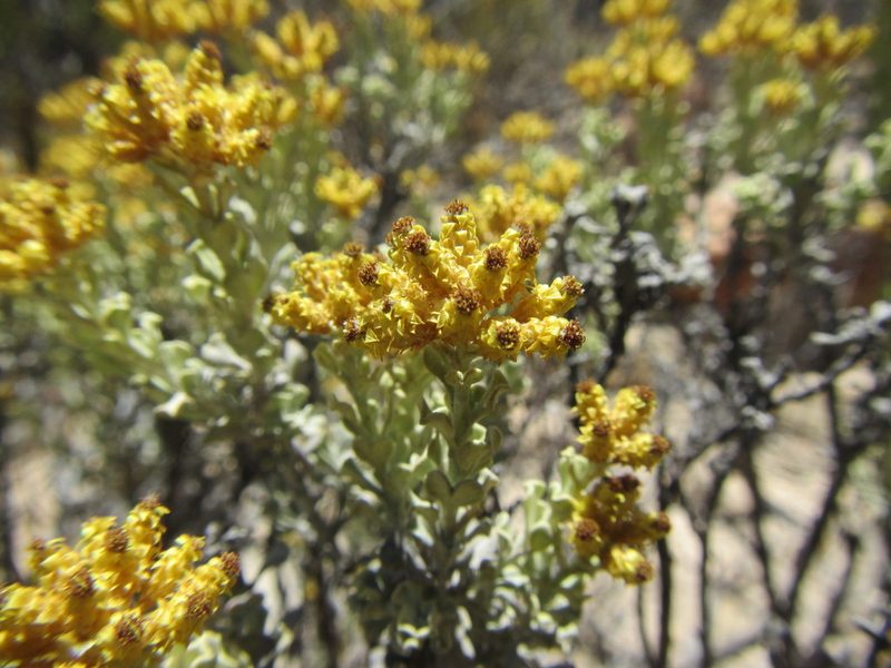 Helichrysum excisum, photographed by douglaseustonbrown