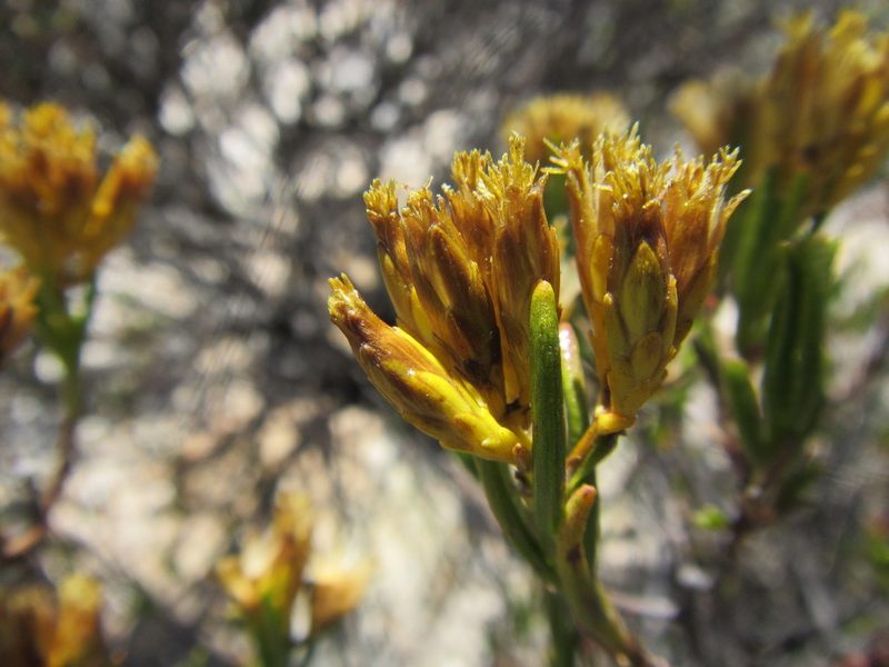 Pteronia paniculata, photographed by douglaseustonbrown
