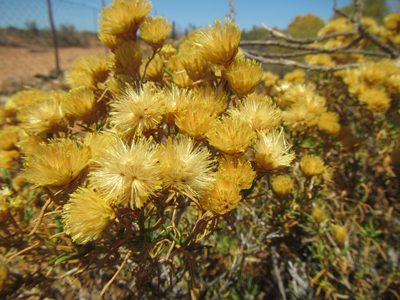 Pteronia pallens, photographed by douglaseustonbrown