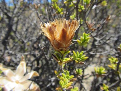 Pteronia hutchinsoniana, photographed by douglaseustonbrown