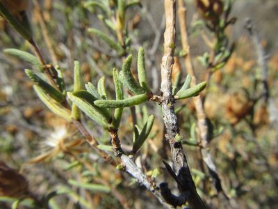Pteronia succulenta, photographed by douglaseustonbrown