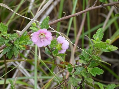 Anisodontea scabrosa, photographed by Shaun Swanepoel