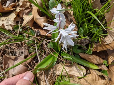 Scilla mischtschenkoana, photographed by cgmayers