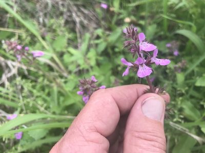 Stachys drummondii