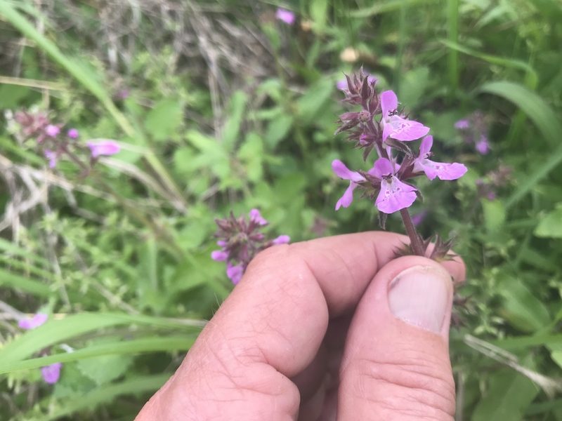 Stachys drummondii, photographed by jim isleib