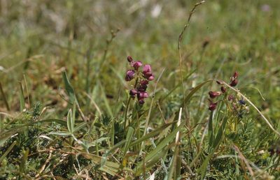 Lessertia capensis, photographed by Tom Lloyd Evans