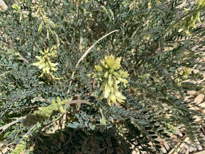 Astragalus trichopodus, photographed by Zachary .Adkins