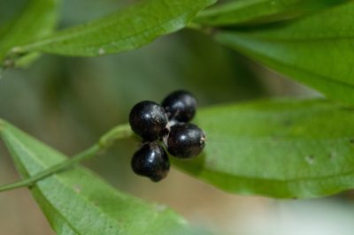 Pachygone laurifolia, photographed by Cheng-Tao Lin