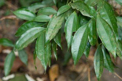Pachygone laurifolia, photographed by Cheng-Tao Lin