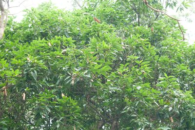 Castanopsis chinensis, photographed by Cheng-Tao Lin