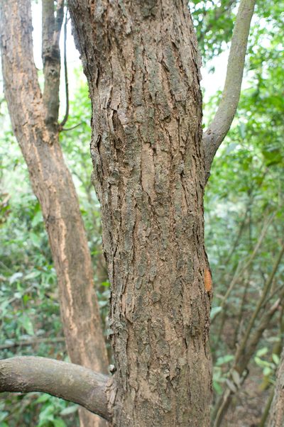 Castanopsis chinensis, photographed by Cheng-Tao Lin