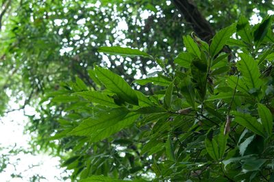 Castanopsis chinensis, photographed by Cheng-Tao Lin