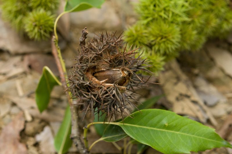 Castanopsis chinensis, photographed by Cheng-Tao Lin