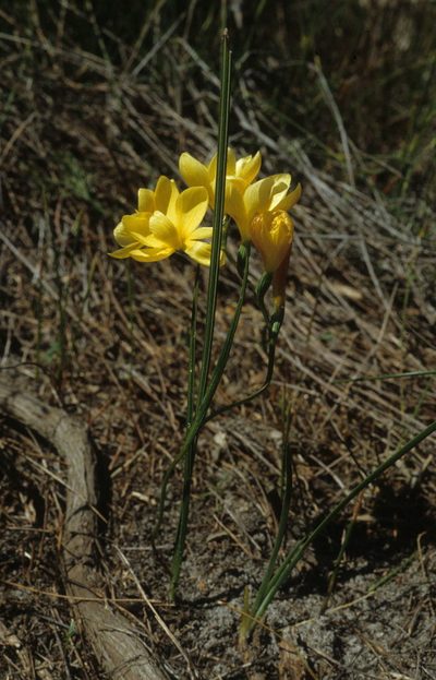 Geissorhiza humilis, photographed by Tom Lloyd Evans