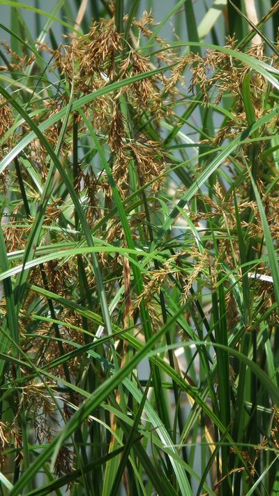 Cyperus fastigiatus, photographed by Shaun Swanepoel