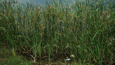 Cyperus fastigiatus, photographed by Shaun Swanepoel