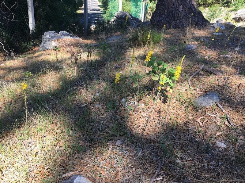 Bulbine cepacea, photographed by Caroline Voget