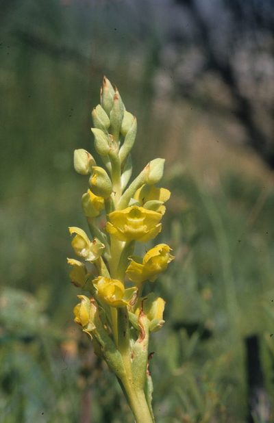 Pterygodium afrum, photographed by Tom Lloyd Evans