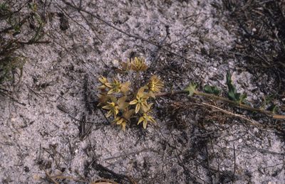 Asclepias crispa, photographed by Tom Lloyd Evans