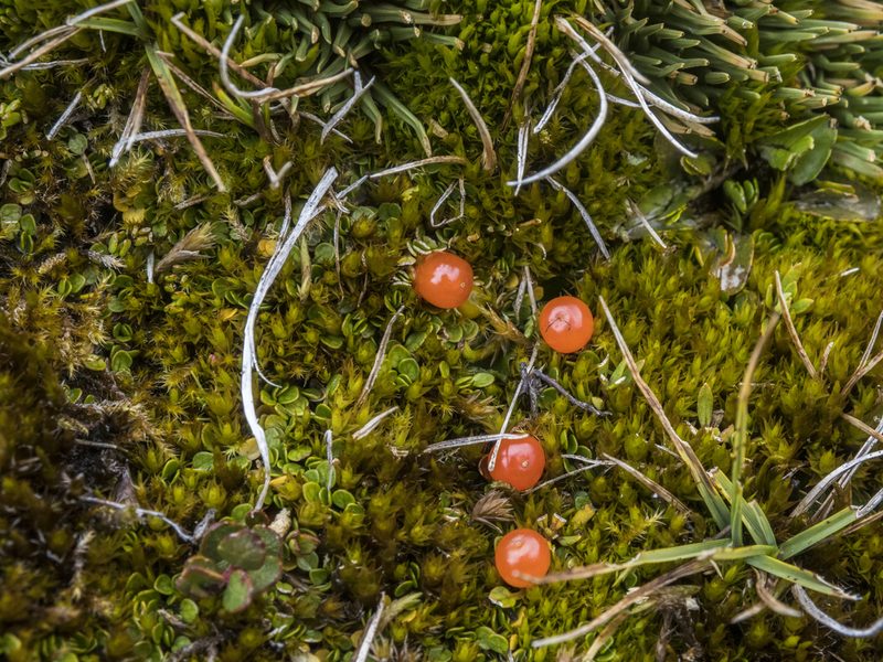 Nertera balfouriana, photographed by Cara-Lisa Schloots