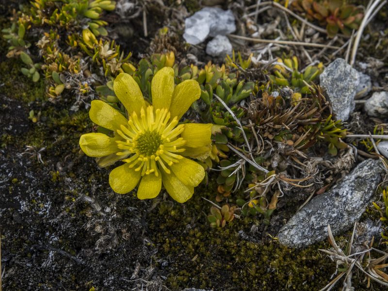 Ranunculus pachyrrhizus, photographed by Cara-Lisa Schloots